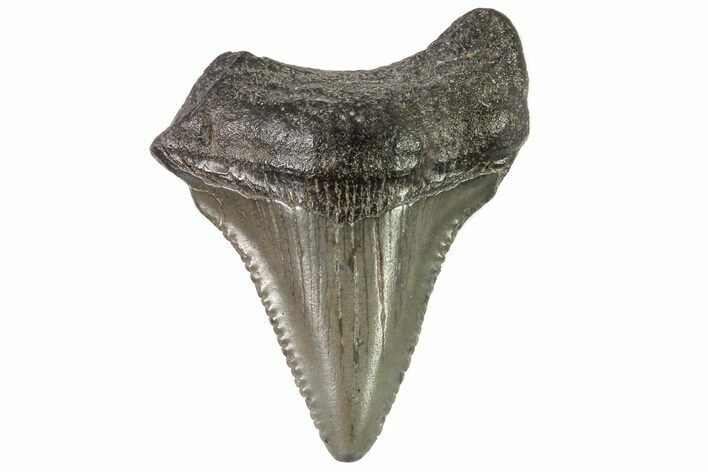 Baby Megalodon Tooth - Georgia #83715